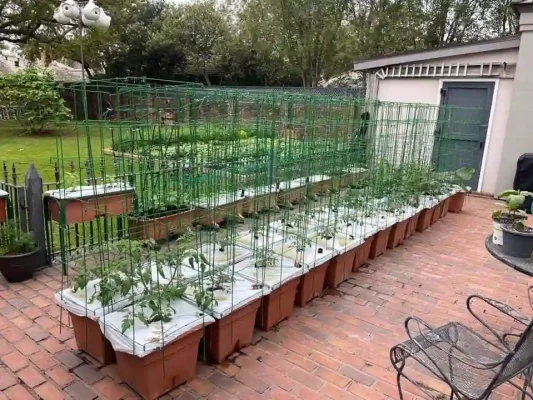 EB_rootveg_setup
